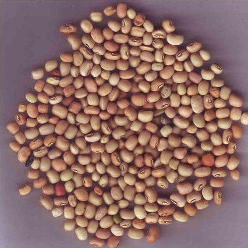 Desi Lobia 1kg